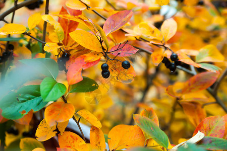 秋色树叶背景的窒息莓浆果在秋图片
