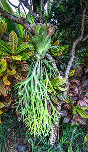彩色巴豆杂色月桂树和垂直悬挂的绿色鹿角蕨叶背景图片