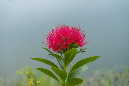 粉红色花朵天图片