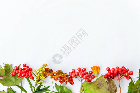 秋季花卉组成框架由秋季植物荚果白色背景上的橙色鲜花制成秋季自然植物生态壁纸概念平躺顶视图片