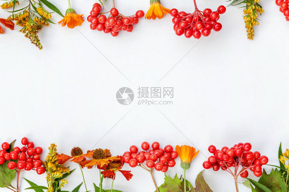 秋季花卉组成框架由秋季植物荚蒾浆果橙色花朵隔离在白色背景秋季自然植物生态壁纸概念平躺顶图片