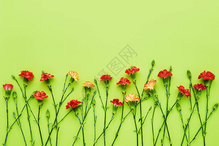 红康乃馨花在绿色背景上图片