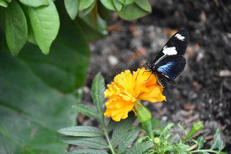 花园里的蝴蝶图片