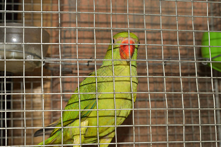 鹦鹉科雷拉坐在笼子里图片