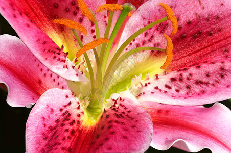 紧贴着一朵美丽的红色粉红和白百合花上面有丝绸图片