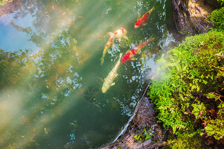 花园池塘里五颜六色的锦鲤鱼图片