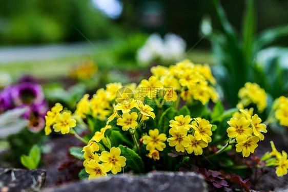 Primula是家族中主要由草原花卉植物组成的基因图片