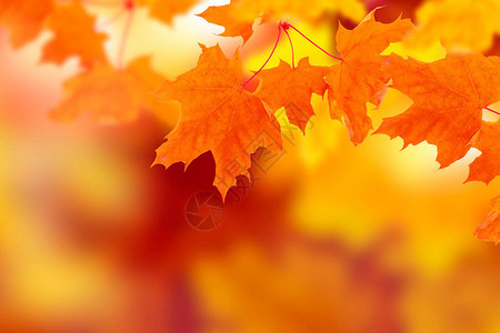 秋天风景有明亮多彩的叶图片