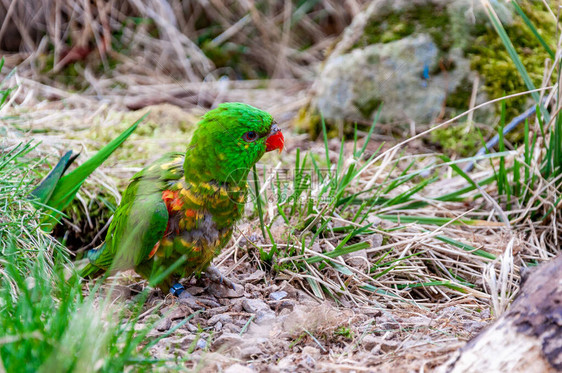 彩虹澳洲鹦鹉的特写镜头彩虹澳洲鹦鹉是一种在澳大利图片