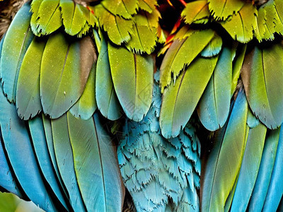 绿翅金刚鹦鹉图片