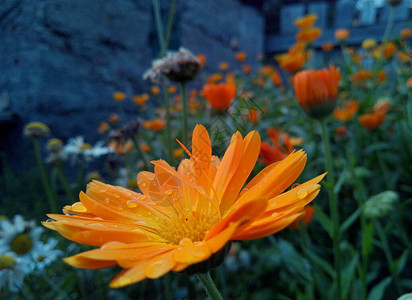 雨后傍晚美丽的橙花图片