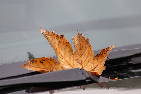 带有挡风玻璃雨刷的汽车前罩上的棕色枫叶显示了汽车司机为秋季秋季和冬季节以及检查他们的汽车和汽车维图片