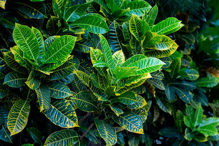 靠近克罗顿或变异的劳蕾尔黄色和绿色叶子植物在背景图片