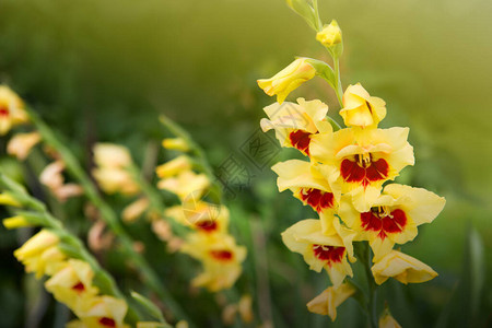 花园里黄色和红色的唐菖蒲花图片