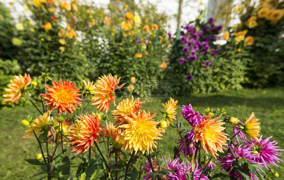 绿色花园中美丽的花朵图片