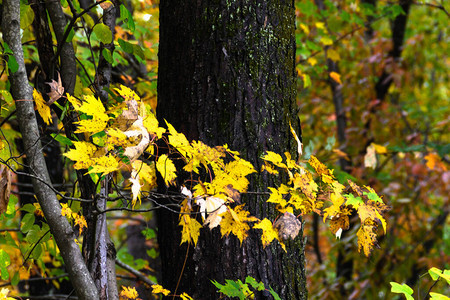 深藏在绿林深处的秋色图片