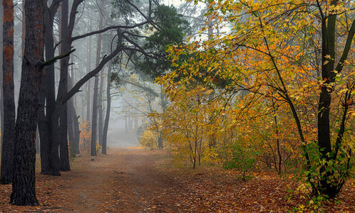 树叶掉落森林在晨雾中被遮盖叶子图片