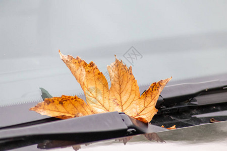 带有挡风玻璃雨刷的汽车前罩上的棕色枫叶显示了汽车司机为秋季秋季和冬季节以及检查他们的汽车和汽车维图片