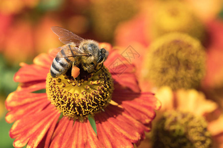 蜜蜂吸食花蜜从红色和橙色图片
