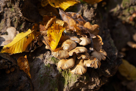 蘑菇在森林的树桩附近生长金图片