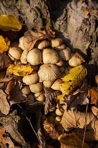 蘑菇在森林的树桩附近生长金图片