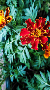 橙花万寿菊特写宏在家种植的红色打开的植物芽在绿叶的背景下用于背景图片