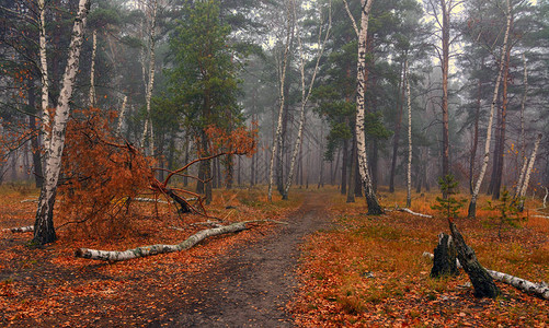 森林秋雾秋天的颜色图片