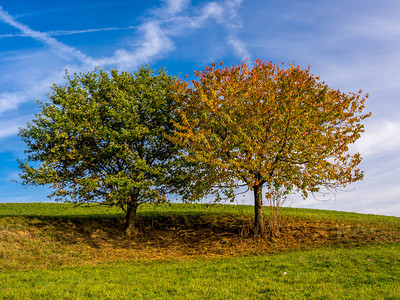 秋的双树图片素材