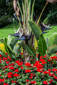 锡根城堡花园的花坛图片