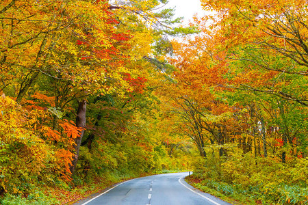 道路背景在秋天的道路颜色红叶子福岛日本背景