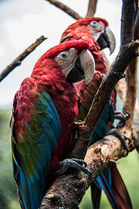 来自南美的红蓝绿大鹦鹉图片