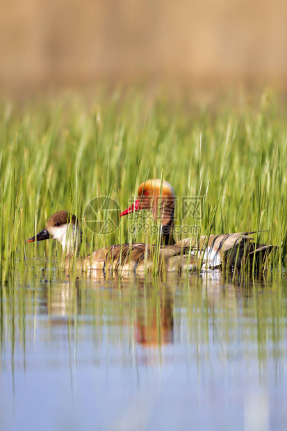 鸭子红冠潜鸭多彩的自然栖息地背景普通鸭图片
