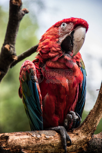 来自南美的红蓝绿大鹦鹉图片