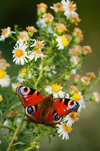 欧洲孔雀蝴蝶花朵上的图片