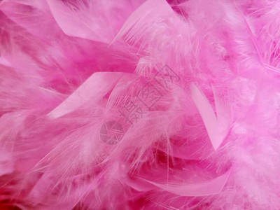 背景为粉红色的羽毛图片