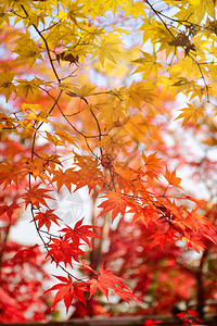 秋天的枫树花园秋天的红枫叶图片