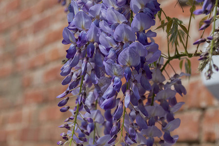 紫藤是豌豆科的开花植物属图片
