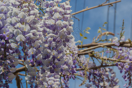 蓝天前的紫藤花紫藤是豌豆科的开花植物属图片