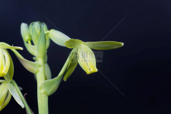 黑色背景的木雕白化花朵Alb图片