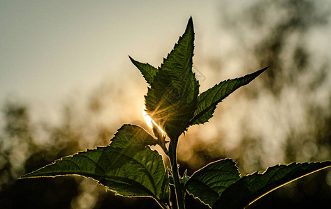 风景标题还不是一朵花图片