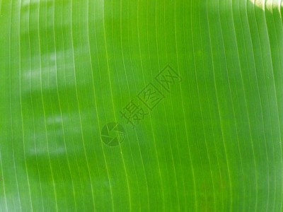 香蕉新鲜叶抽象模式线图片