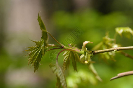 在模糊背景下对植物叶图片