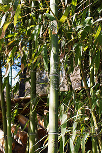 在北京金山公园竹叶背景下绿竹条花茎紧闭图片