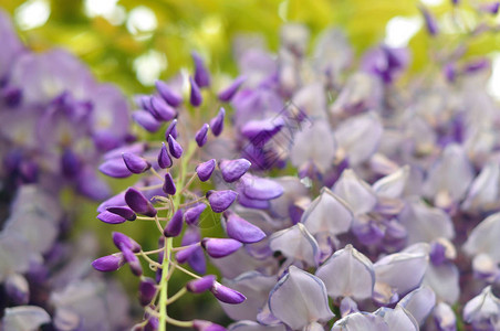 春天盛开的紫藤图片
