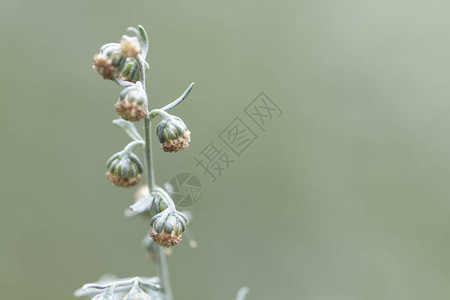 艾草开花特写背景模糊图片