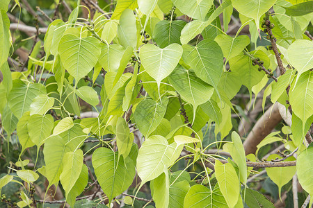 菩提树背景图片