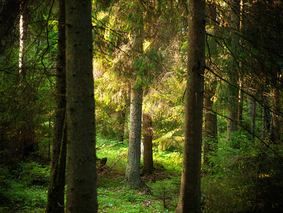 风景优高清背景图片浆果和常青树的圣诞花环高清背景图片一排六个常青