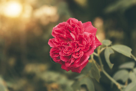 特写深粉色大马士革玫瑰花Rosadamascena图片