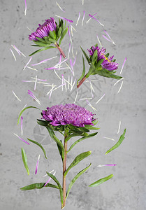 灰色背景中的紫色菊花图片
