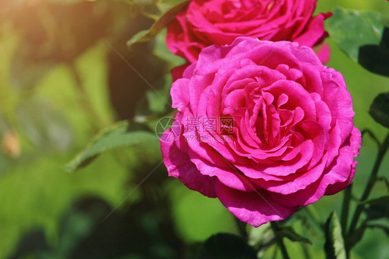 玫瑰花在园的花棚里在好天气图片